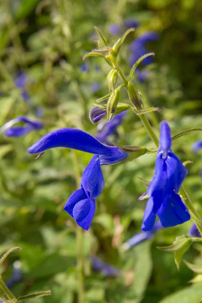 Fiori Blu Giardino — Foto Stock