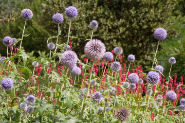 Thistle çiçek Bahçe
