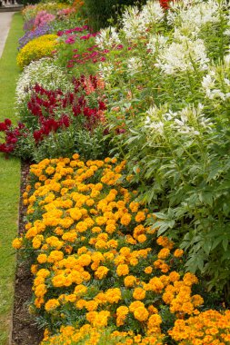 Tagetes bahar