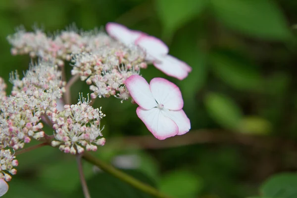 Fiori Ortensia Giardino — Foto Stock