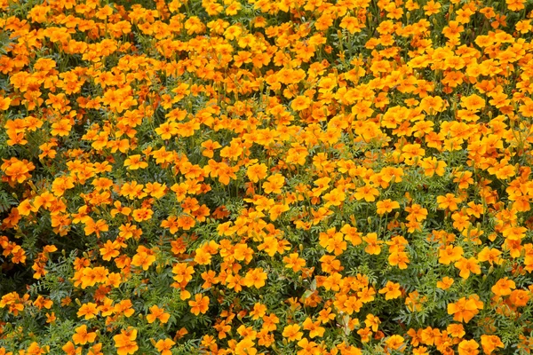 Tagetes in spring — Stock Photo, Image
