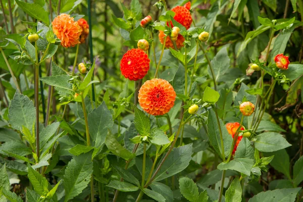 Dalia Kwiaty Ogrodzie — Zdjęcie stockowe
