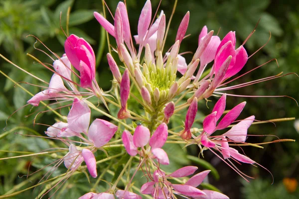 Pink flower blooming — Stock Photo, Image