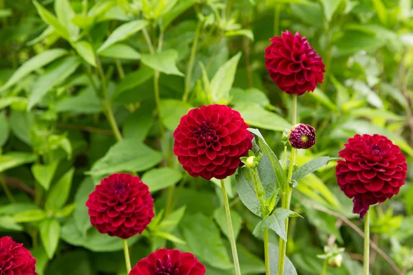 ダリアの花の庭 — ストック写真