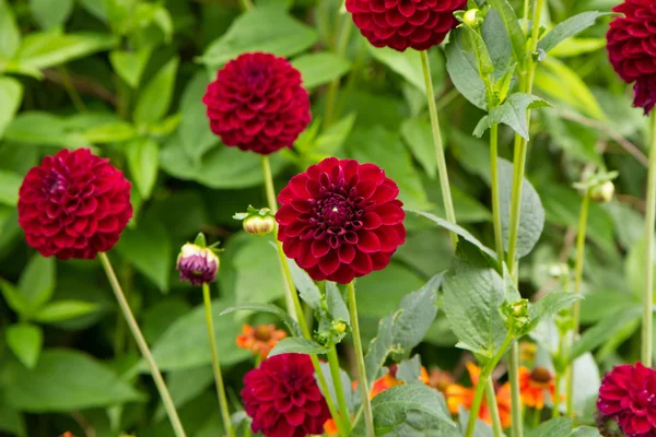 Dahlia Blommor Trädgård — Stockfoto