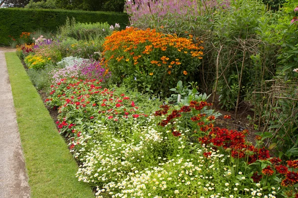 Bloemen Bloeien Een Tuin — Stockfoto