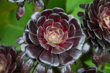 Aeonium içinde yakın çekim