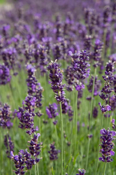 Lavender in close up