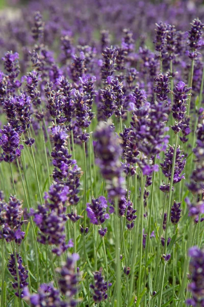 Lavendel in close-up — Stockfoto