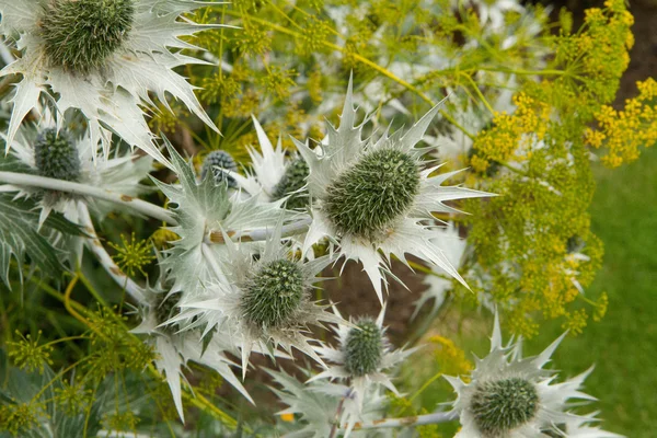 Mavi Thistle Yakın Çekim — Stok fotoğraf