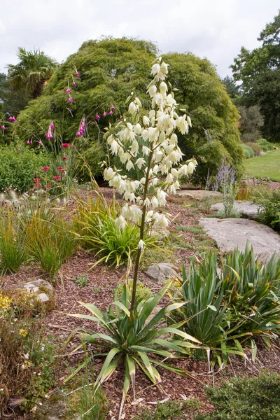 Yucca Fleurissant Dans Jardin — Photo
