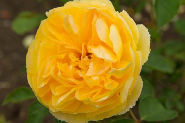 Sarı gül çiçeği.