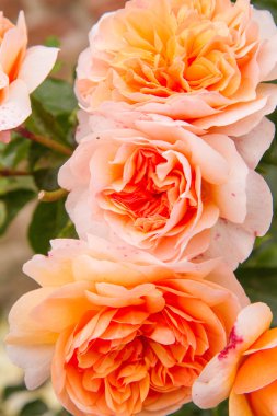 turuncu gül çiçek