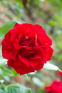 kırmızı gül çiçek