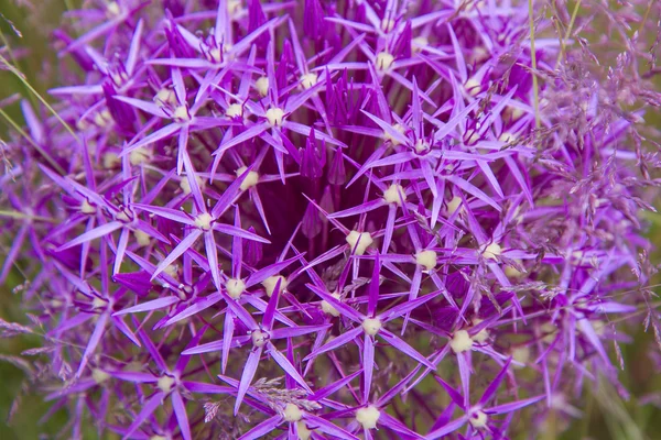Gigante cipolla fioritura — Foto Stock