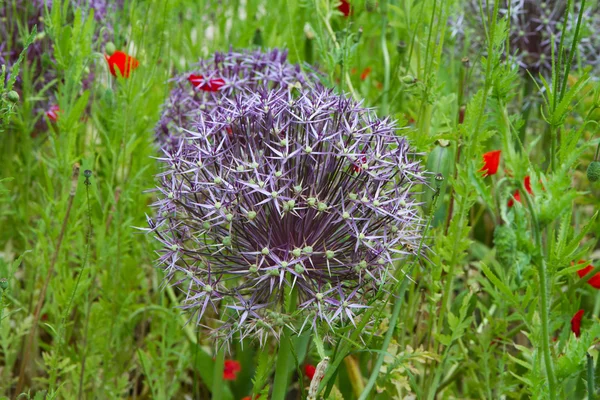 Giant Onion blooming — Stock Photo, Image