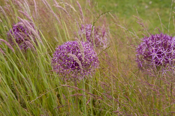 Giant Onion blooming — Stock Photo, Image