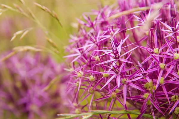 Gigante cipolla fioritura — Foto Stock