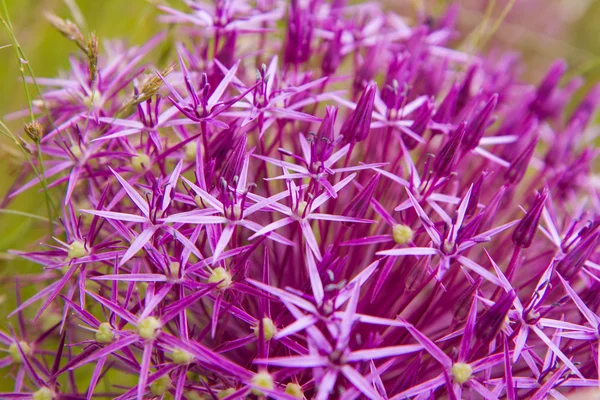 Cebolla gigante floreciendo — Foto de Stock