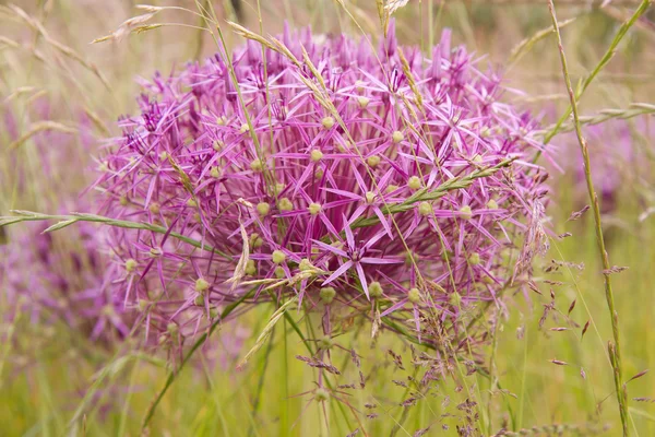 Giant Onion blooming — Stock Photo, Image