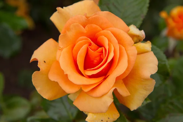 Orangefarbene Rose — Stockfoto