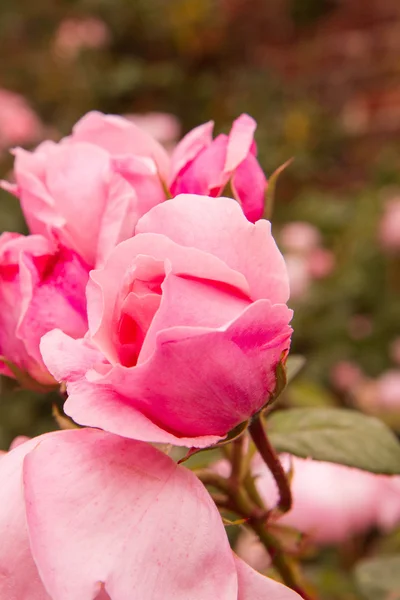 Rosa Rosenblüten — Stockfoto