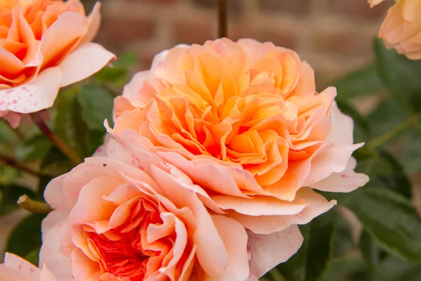 Fleur rose orange — Photo