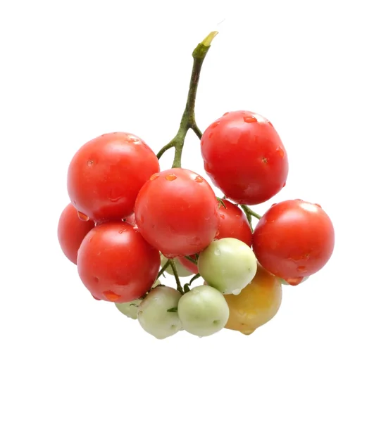 Tomatenstrauß auf weißem Hintergrund — Stockfoto