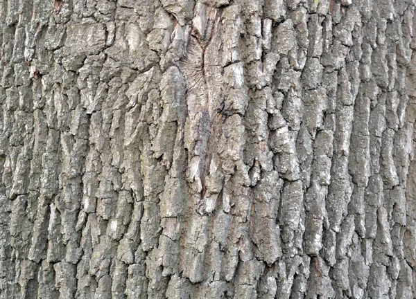Árbol de corteza — Foto de Stock
