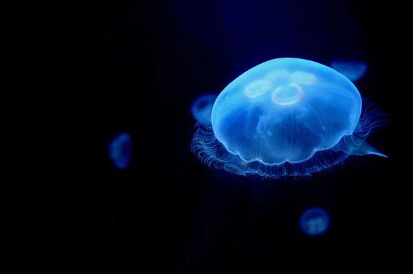 Sudaki denizanası — Stok fotoğraf