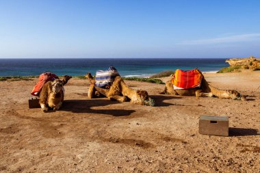 Touristics camels on the dromedary terrace of Tangier, north of Morocco