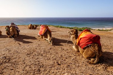 Touristics camels on the dromedary terrace of Tangier, north of Morocco