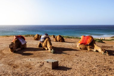 Touristics camels on the dromedary terrace of Tangier, north of Morocco