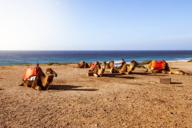 Touristics camels on the dromedary terrace of Tangier, north of Morocco