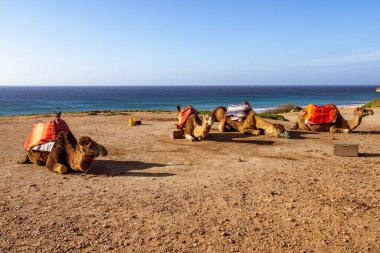 Touristics camels on the dromedary terrace of Tangier, north of Morocco