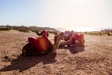 Touristics camels on the dromedary terrace of Tangier, north of Morocco