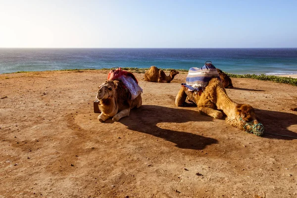 Touristics camels on the dromedary terrace of Tangier, north of Morocco
