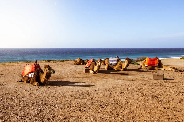 Touristics camels on the dromedary terrace of Tangier, north of Morocco