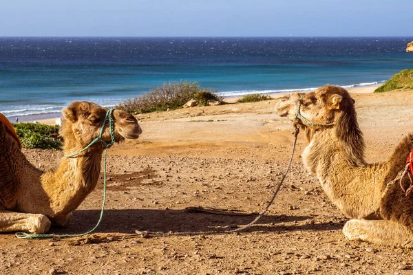 Touristics camels on the dromedary terrace of Tangier, north of Morocco