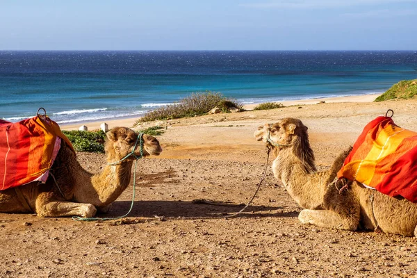 Touristics camels on the dromedary terrace of Tangier, north of Morocco