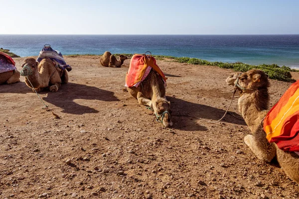 Touristics camels on the dromedary terrace of Tangier, north of Morocco
