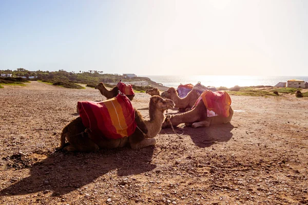 Touristics camels on the dromedary terrace of Tangier, north of Morocco