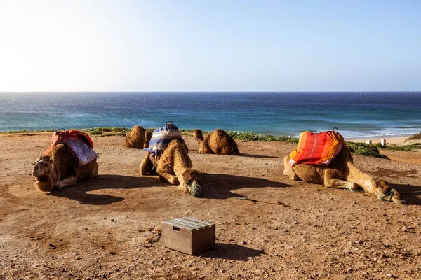 Touristics Camels Dromedary Terrace Tangier North Morocco 스톡 이미지