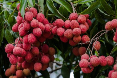 Lychees ağaç üzerinde