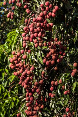 Lychees ağaç üzerinde