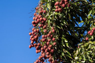 Lychees ağaç üzerinde
