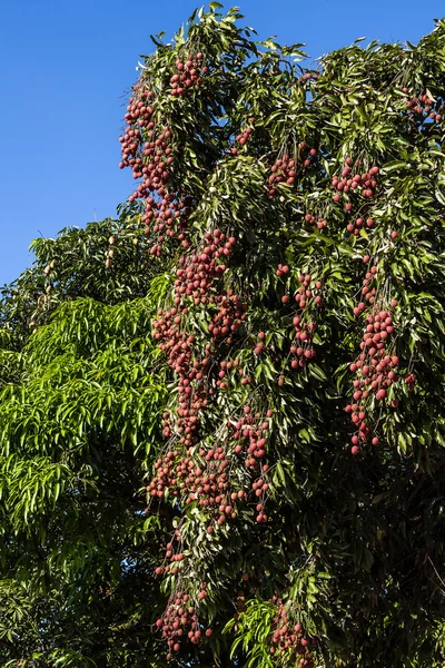 Lychees na árvore — Fotografia de Stock