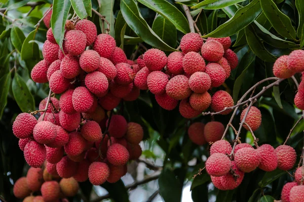 Lychees na árvore — Fotografia de Stock