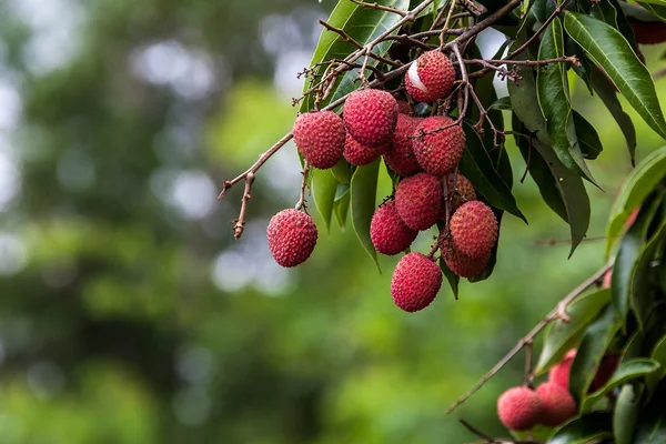 Lychees on tree — Stock Photo, Image