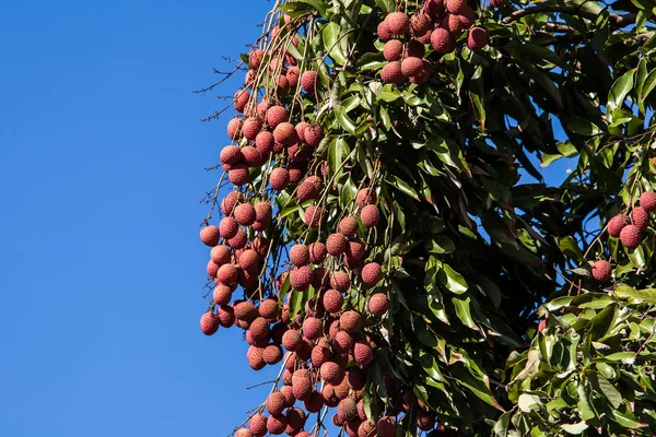 Lychees on tree — Stock Photo, Image